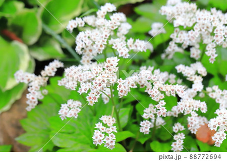 丹頂草(タンチョウソウ)の花 丹頂草(タンチョウソウ)の花 88772694