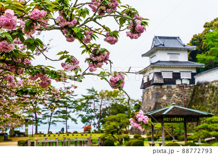 大村公園のオオムラザクラ 【長崎県大村市】 大村公園のオオムラザクラ 【長崎県大村市】 88772793