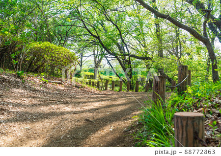 新緑の林を歩く 春のライフスタイル 新緑の林を歩く 春のライフスタイル 88772863