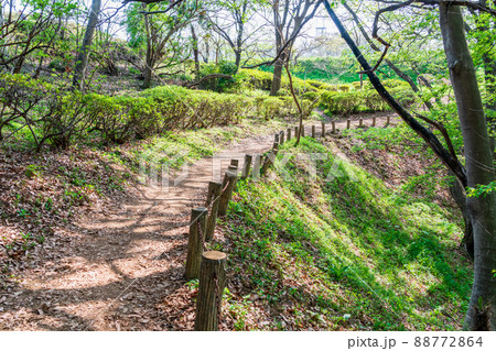 新緑の林を歩く 春のライフスタイル 新緑の林を歩く 春のライフスタイル 88772864