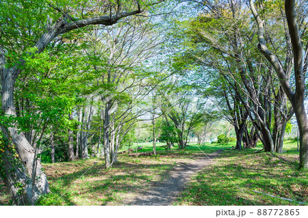 新緑の林を歩く 春のライフスタイル 新緑の林を歩く 春のライフスタイル 88772865