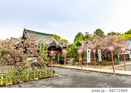 大村神社のオオムラザクラ 【長崎県大村市】 大村神社のオオムラザクラ 【長崎県大村市】 88772866