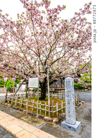 大村神社のオオムラザクラ　【長崎県大村市】 88772873