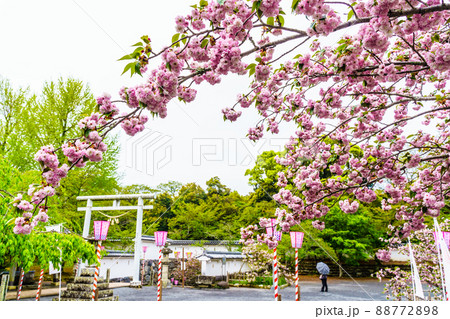 大村神社のオオムラザクラ　【長崎県大村市】 88772898
