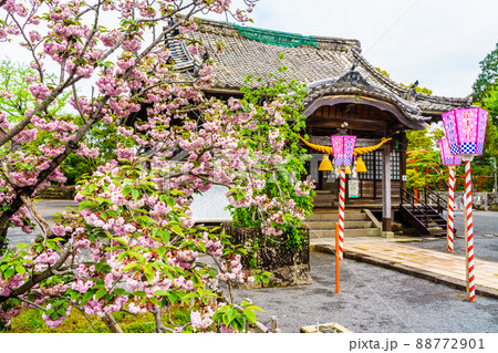 大村神社のオオムラザクラ　【長崎県大村市】 88772901