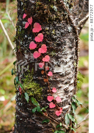 桜の幹に巻きつく赤い葉っぱ 桜の幹に巻きつく赤い葉っぱ 88772977