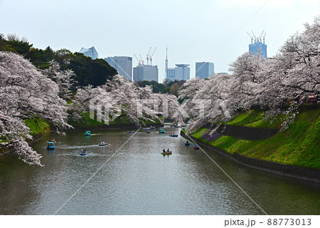東京 千鳥ヶ淵の桜 東京 千鳥ヶ淵の桜 88773013