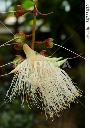 一夜限りの幻の花サガリバナ 88773039