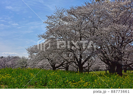 桜と菜の花と青空 桜と菜の花と青空 88773661