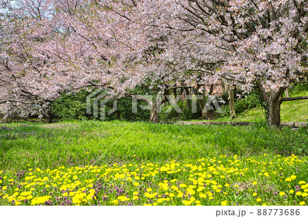 さくらとタンポポ 88773686