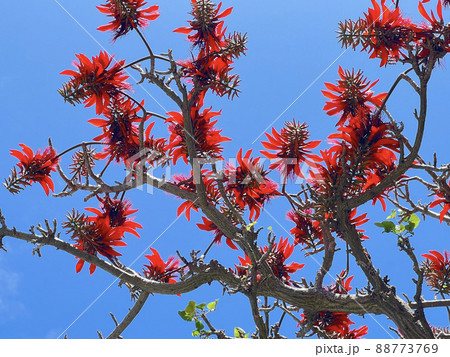 沖縄 那覇市内の公園に咲く沖縄県花 デイゴの花 沖縄 那覇市内の公園に咲く沖縄県花 デイゴの花 88773769