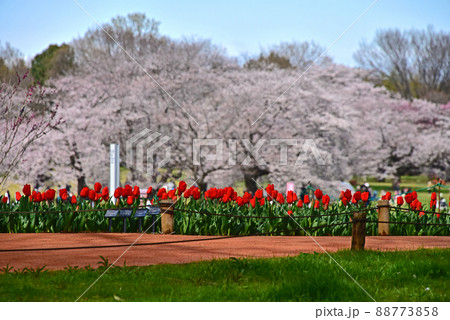 桜とチューリップ 88773858