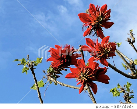 沖縄 那覇市内の公園に咲く沖縄県花 デイゴの花 88773937