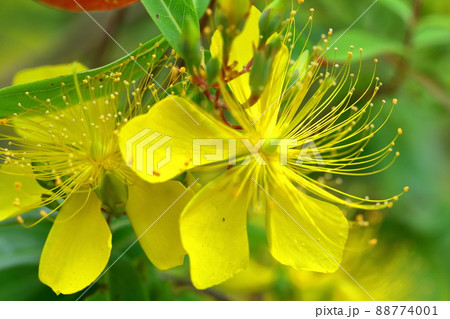 金糸のような長い雄しべの花 88774001