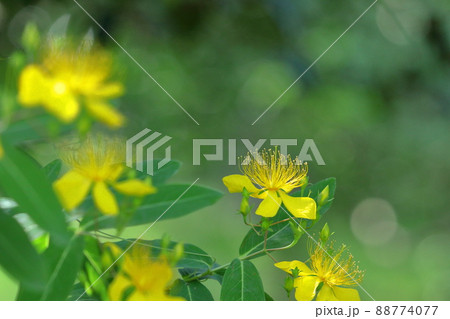 金糸のような長い雄しべの花 金糸のような長い雄しべの花 88774077