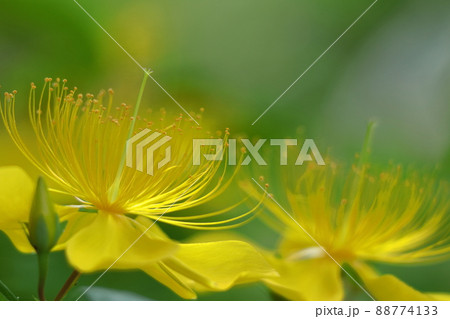 金糸のような長い雄しべの花 88774133