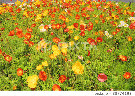 ポピーの花は黄色と赤と白色と、春の光を浴びて華やかに咲きそろいみんなの目を楽しませてくれる ポピーの花は黄色と赤と白色と、春の光を浴びて華やかに咲きそろいみんなの目を楽しませてくれる 88774193