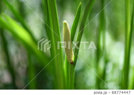 ショウブ（菖蒲）の花 88774447