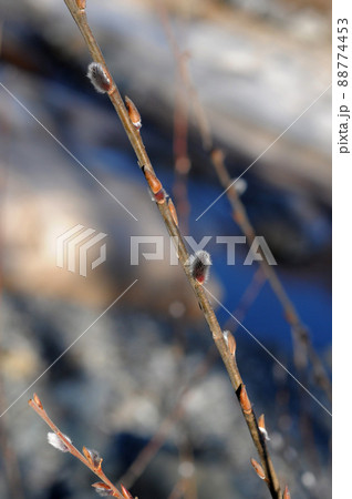 冬 自然 木 88774453