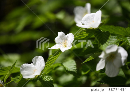 シロヤマブキ（白山吹）の花 88774454