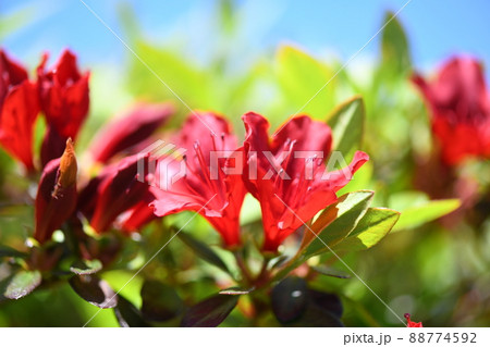 キリシマツツジ(霧島躑躅) キリシマツツジ(霧島躑躅) 88774592