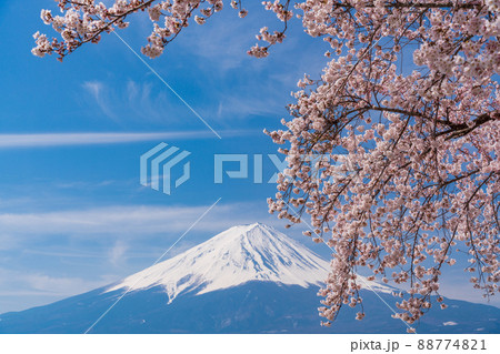 （山梨県）桜と富士山 88774821
