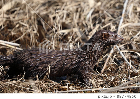 釧路湿原のアメリカンミンク 釧路湿原のアメリカンミンク 88774850