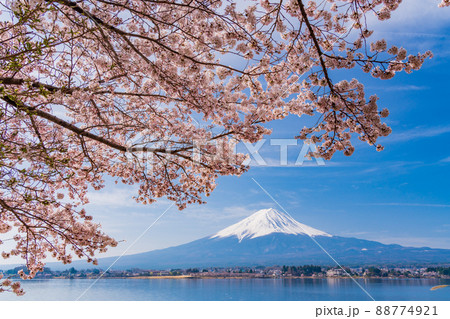 (山梨県)河口湖、湖畔の桜と富士山 (山梨県)河口湖、湖畔の桜と富士山 88774921