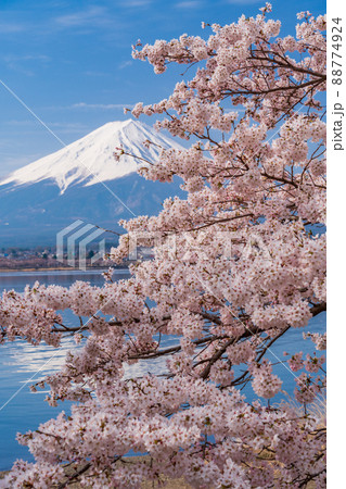 （山梨県）河口湖、湖畔の桜と富士山 88774924