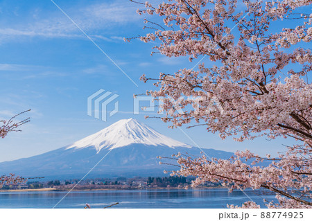 （山梨県）河口湖、湖畔の桜と富士山 88774925