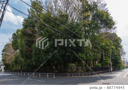 春の世田谷散歩、玉川台二丁目三十、世田谷区立自然観察林 88774945