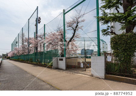 春の世田谷散歩、砧公園通り、上用賀五丁目十五、用賀中学校 88774952