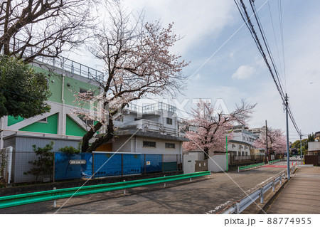 春の世田谷散歩、桜巡り、上用賀五丁目十五、用賀中学校 春の世田谷散歩、桜巡り、上用賀五丁目十五、用賀中学校 88774955