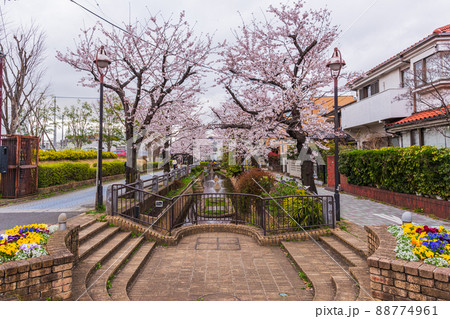 春の世田谷散歩、桜巡り、呑川親水公園、深沢七丁目 春の世田谷散歩、桜巡り、呑川親水公園、深沢七丁目 88774961