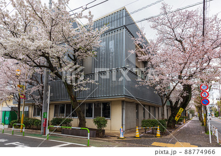 春の世田谷散歩、桜巡り、深沢三丁目、東深沢小学校 春の世田谷散歩、桜巡り、深沢三丁目、東深沢小学校 88774966