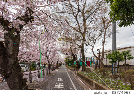 春の世田谷散歩、桜巡り、深沢三丁目、東深沢小学校 88774968