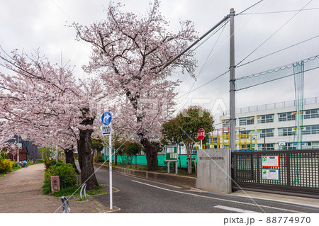 春の世田谷散歩、桜巡り、深沢三丁目、東深沢小学校 春の世田谷散歩、桜巡り、深沢三丁目、東深沢小学校 88774970