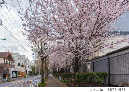 春の世田谷散歩、桜巡り、深沢三丁目、東深沢小学校 春の世田谷散歩、桜巡り、深沢三丁目、東深沢小学校 88774973