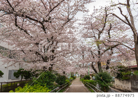 春の世田谷散歩、桜巡り、呑川緑道　深沢四丁目、東深沢中学 88774975