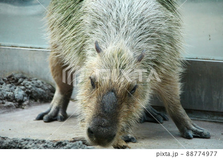 カピバラ 88774977