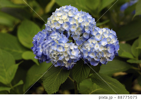 薄水色のアジサイ(紫陽花)の花が清々しい 薄水色のアジサイ(紫陽花)の花が清々しい 88775075