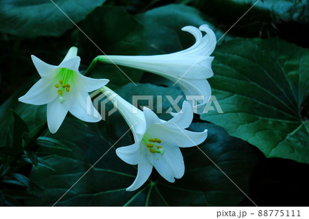 純潔を象徴する花 純潔を象徴する花 88775111