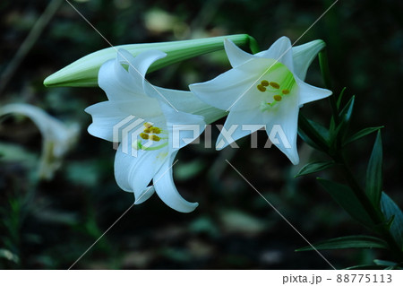 純潔を象徴する花 純潔を象徴する花 88775113