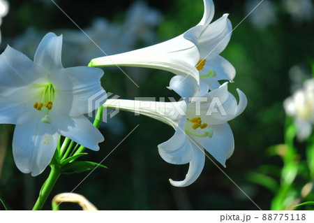 純潔を象徴する花 純潔を象徴する花 88775118