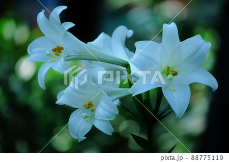 純潔を象徴する花 純潔を象徴する花 88775119