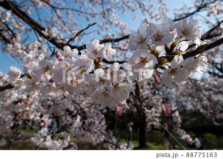 満開の桜(桜・花・春イメージ) 満開の桜(桜・花・春イメージ) 88775163