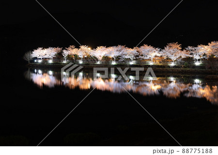 恵那峡・桜ライトアップ 88775188