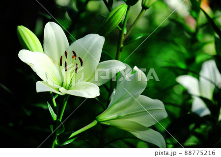 純潔を象徴する花 純潔を象徴する花 88775216