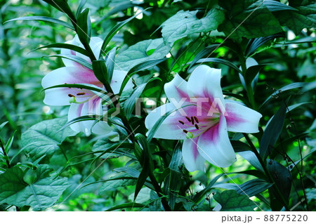 純潔を象徴する花 純潔を象徴する花 88775220