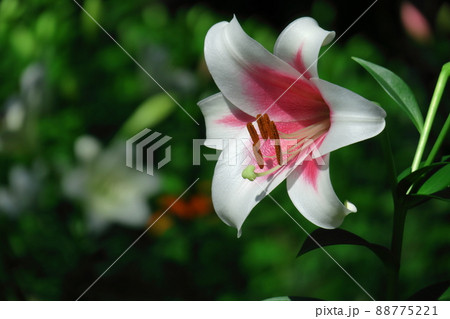 純潔を象徴する花 純潔を象徴する花 88775221
